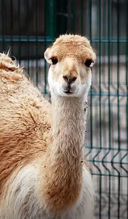Vicuña in Łódź Zoo (Łódź)