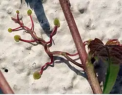 De kleverige schijfjes van de oosterse wingerd