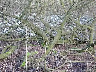 Wilgstruweel in het vroege voorjaar