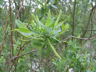 Amandelwilg voorjaar