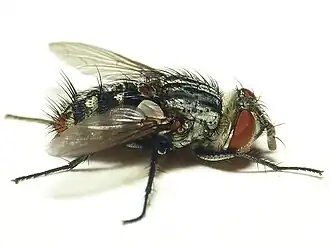 Winthemia quadripustulata