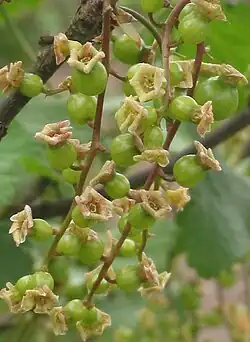 Onderstandig vruchtbeginsel van witte aalbes