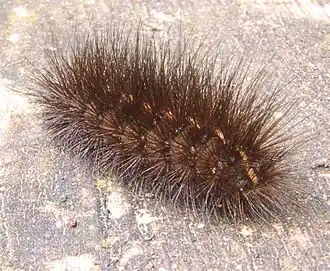 Witte tijger (vlinder)