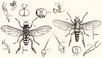 Callomyia