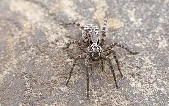 Pardosa prosaica