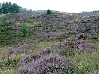 Associatie van struikhei en stekelbrem in Polen