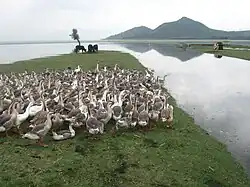 Tamme koeien en ganzen op een oever van het Wularmeer