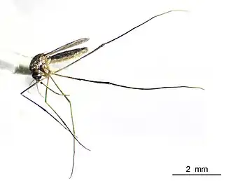 Wyeomyia mitchellii