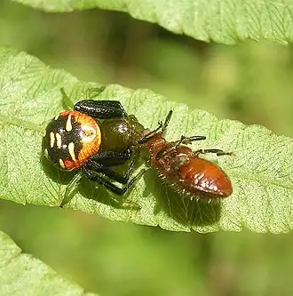 Camaricus khandalaensis