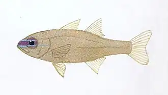Ostorhinchus apogonoides