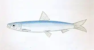Spratelloides delicatulus