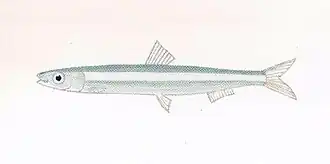 Spratelloides gracilis