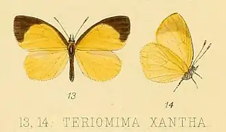 Liptena xanthostola