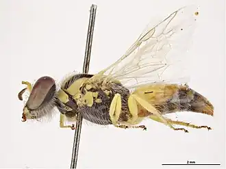 Xanthesma lasiosomata