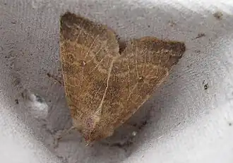 Xanthia ocellarisPopulierengouduil