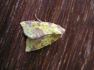 Xanthia togataWilgengouduil