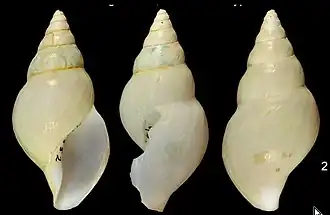 Xanthodaphne argeta