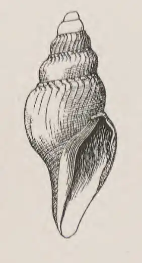 Xanthodaphne encella