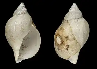 Xanthodaphne membranacea