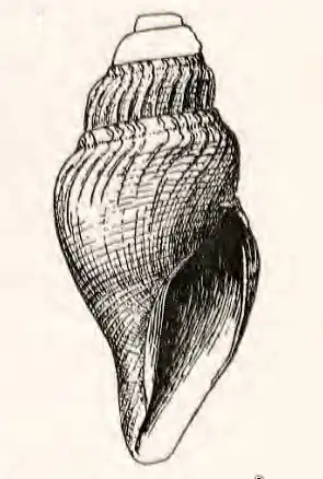 Xanthodaphne sedillina
