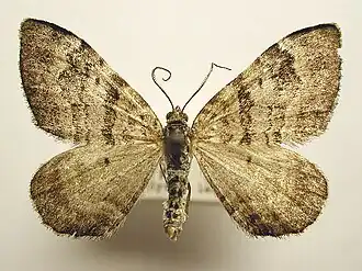 Xanthorhoe abrasaria