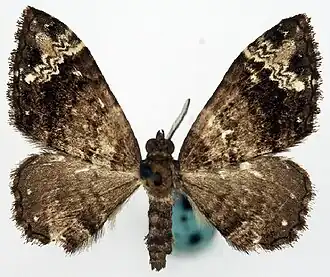 Xanthorhoe albiapicata