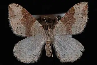 Xanthorhoe alticolata