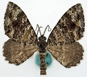 Xanthorhoe bifulvata
