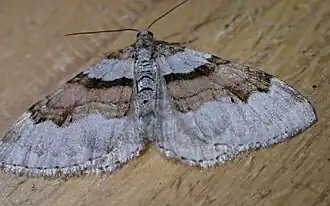 Xanthorhoe labradorensis