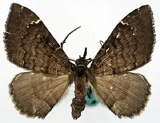 Xanthorhoe monastica