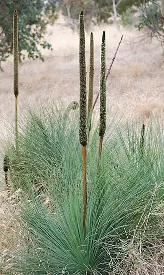 Xanthorrhoea semiplana