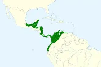 Noordelijke effen xenops