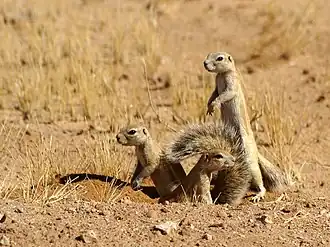 Kaapse grondeekhoorn.