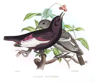 Witvleugelcotinga