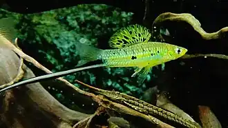 Xiphophorus montezumae
