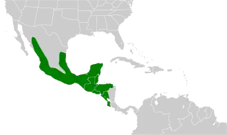 Ivoorsnavelmuisspecht