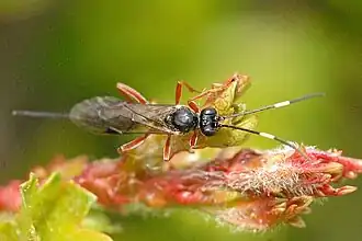 Xorides gravenhorstii