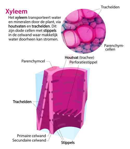 Diagram xyleemcellen. Het xyleem bestaat uit verschillende celtypen met gespecialiseerde structuren zoals stippels die het transport van water mogelijk maken.