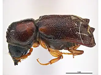 Xyloblaptus quadrispinosus