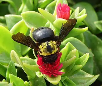Xylocopa modesta