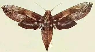 Xylophanes media