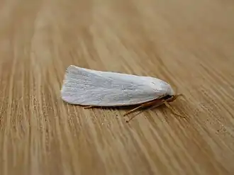 Xylorycta luteotactella