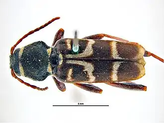 Xylotrechus clarinus