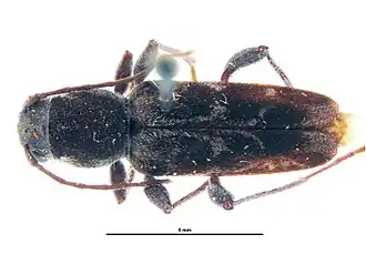 Xylotrechus lengii