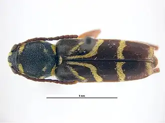 Xylotrechus nitidus