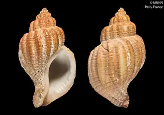 Xymenopsis muriciformis