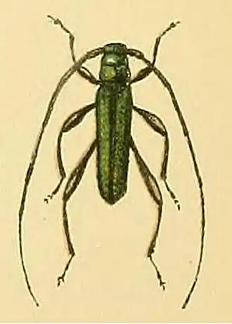 Xystrocera alcyonea