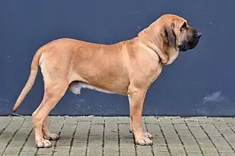 Fila brasileiro