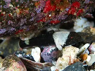 Bathygobius cyclopterus