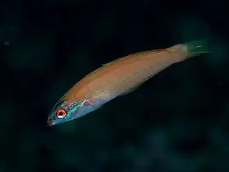 Pseudocoris yamashiroi